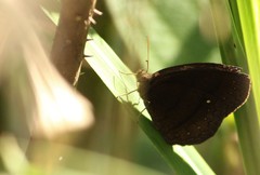 Forsterinaria quantius