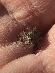 Salticidae