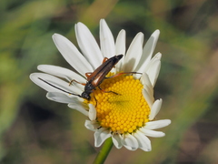 Stenurella jaegeri