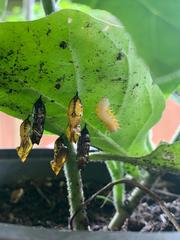 Mechanitis polymnia kayei