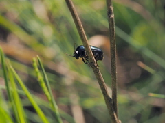 Cryptocephalus violaceus