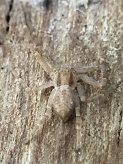 Araneae