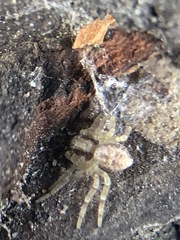 Araneae