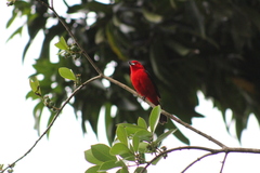 Ramphocelus bresilius