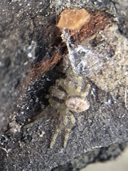 Araneae