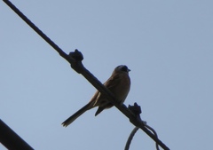 Emberiza cioides