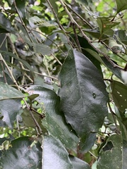 Castanopsis formosana