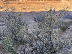 Coleogyne ramosissima