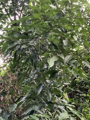 Castanopsis formosana