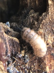 Arthropoda