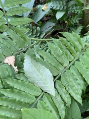 Castanopsis formosana