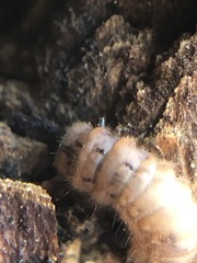 Arthropoda