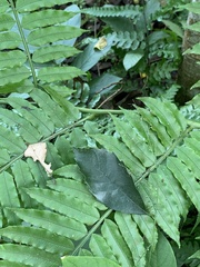 Castanopsis formosana