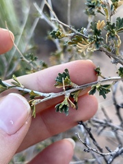 Coleogyne ramosissima