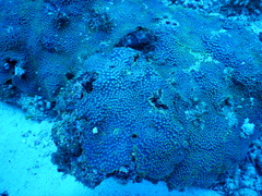 Turbinaria stellulata