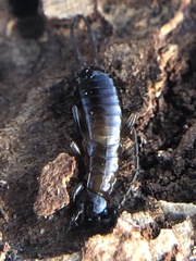 Dermaptera