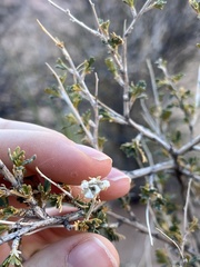 Coleogyne ramosissima