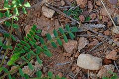 Astragalus monspessulanus