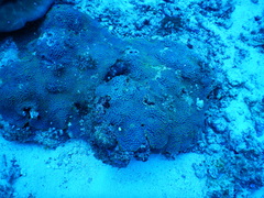 Turbinaria stellulata