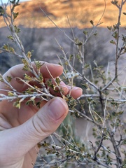 Coleogyne ramosissima