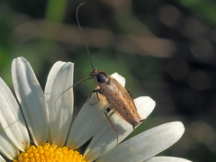 Ectobius erythronotus