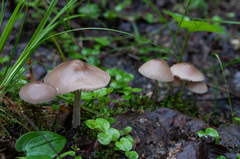 Mycena abramsii