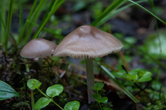 Mycena abramsii