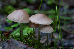 Mycena abramsii