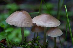 Mycena abramsii