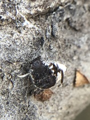 Insecta