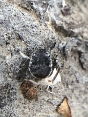 Insecta