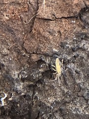 Collembola
