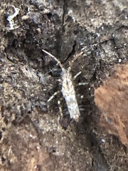 Collembola