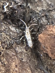 Collembola