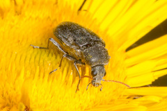Mycterus