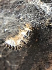 Coleoptera
