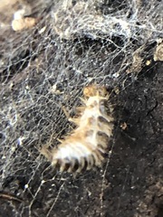 Coleoptera