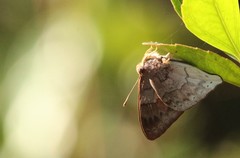 Euselasia thucydides