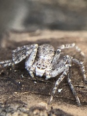 Philodromidae