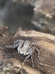 Philodromidae