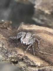 Philodromidae