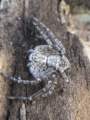 Philodromidae
