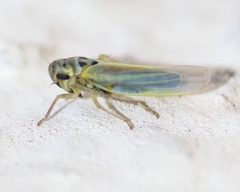 Zyginidia scutellaris