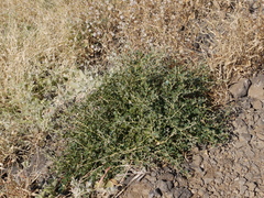 Capparis spinosa spinosa