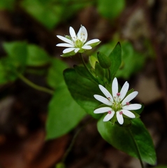 Stellaria neglecta