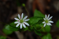 Stellaria neglecta