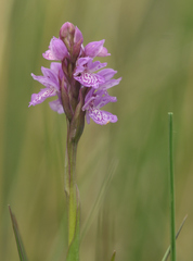 Dactylorhiza maculata elodes