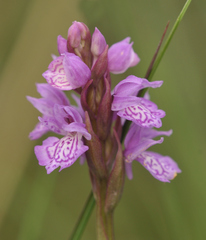 Dactylorhiza maculata elodes