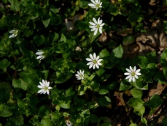 Stellaria neglecta