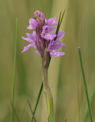 Dactylorhiza maculata elodes